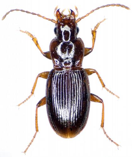Réf. 236 401 : Pterostichus amoenus schuleri